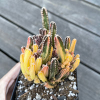 Rare Cactus - Cereus Variegated Fairy Castle (3.5")