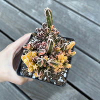 Rare Cactus - Cereus Variegated Fairy Castle (3.5")