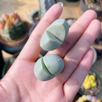 Rare Succulents - Lithops Dinteranthus Schwantes (0.8”)
