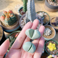 Rare Succulents - Lithops Dinteranthus Schwantes (0.8”)