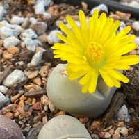 Rare Succulents - Lithops Dinteranthus Schwantes (0.8”)