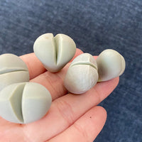Rare Succulents - Lithops Dinteranthus Schwantes (0.8”)