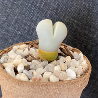 Rare Succulents - Lithops Dinteranthus Schwantes (0.8”)