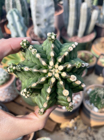 Rare Cactus - Gymnocalycium Inermis Kikko