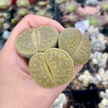 Rare Succulents - Lithops Lesliei vivid green large (1.2”-1.5”)