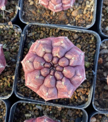 Rare Cactus - Gymnocalycium Mihanovichii Daydream Variegated Purple Color (1.5