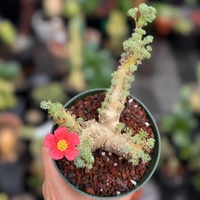 WYSIWYG - Rare Cactus – Monsonia Peniculina 0001