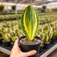Variegated Whale Fin Snake Plant, Sansevieria Masoniana, Rare Live Succulent Houseplant