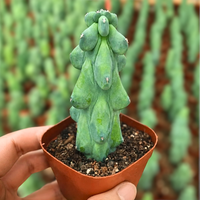 Rare Boobie Cactus, Myrtillocactus geometrizans ‘Fukurokuryuzinboku’, 6"-8", Unique Mother’s Day Gift