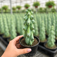 Rare Boobie Cactus, Myrtillocactus geometrizans ‘Fukurokuryuzinboku’, 6"-8", Unique Mother’s Day Gift