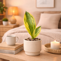 Variegated Whale Fin Snake Plant, Sansevieria Masoniana, Rare Live Succulent Houseplant