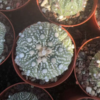 Rare Cactus, Astrophytum Asterias Super Kabuto