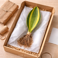 Variegated Whale Fin Snake Plant, Sansevieria Masoniana, Rare Live Succulent Houseplant