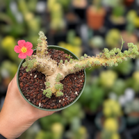 WYSIWYG - Rare Cactus – Monsonia Peniculina 0001