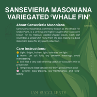 Variegated Whale Fin Snake Plant, Sansevieria Masoniana, Rare Live Succulent Houseplant