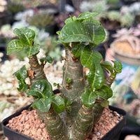 Adenium Arabicum live plants WYSIWYG (1)
