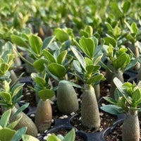 Adenium Obesum, Desert Rose, Great Starter Seedlings, Rare Succulent, pack of 3 plants/6 plants