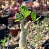 Adenium Obesum, Desert Rose, Great Starter Seedlings, Rare Succulent, pack of 3 plants/6 plants