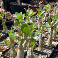 Adenium Obesum, Desert Rose, Great Starter Seedlings, Rare Succulent, pack of 3 plants/6 plants