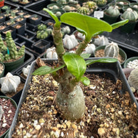 Adenium Obesum, Desert Rose, Great Starter Seedlings, Rare Succulent, pack of 3 plants/6 plants