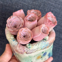 Aeonium Greenovia Pink Mountain Rose, Pink El Hierro, Rare Succulents