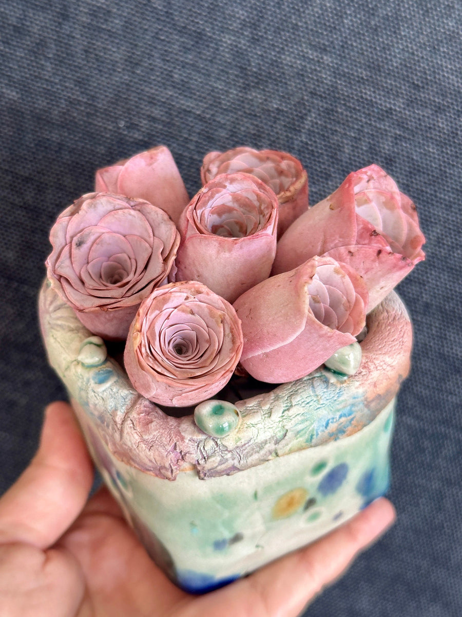 greenovia rose succulent pink phoenix Aeonium Greenovia Pink Mountain Rose, Pink El Hierro, Rare Succulents– 1am Succulents