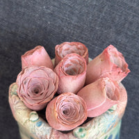 Aeonium Greenovia Pink Mountain Rose, Pink El Hierro, Rare Succulents