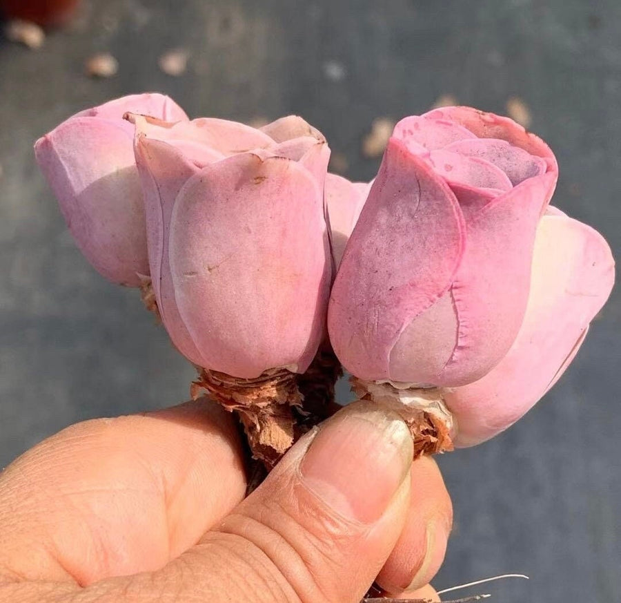 rose succulent pink Aeonium Greenovia Pink Mountain Rose, Pink El Hierro, Rare Succulents– 1am Succulents