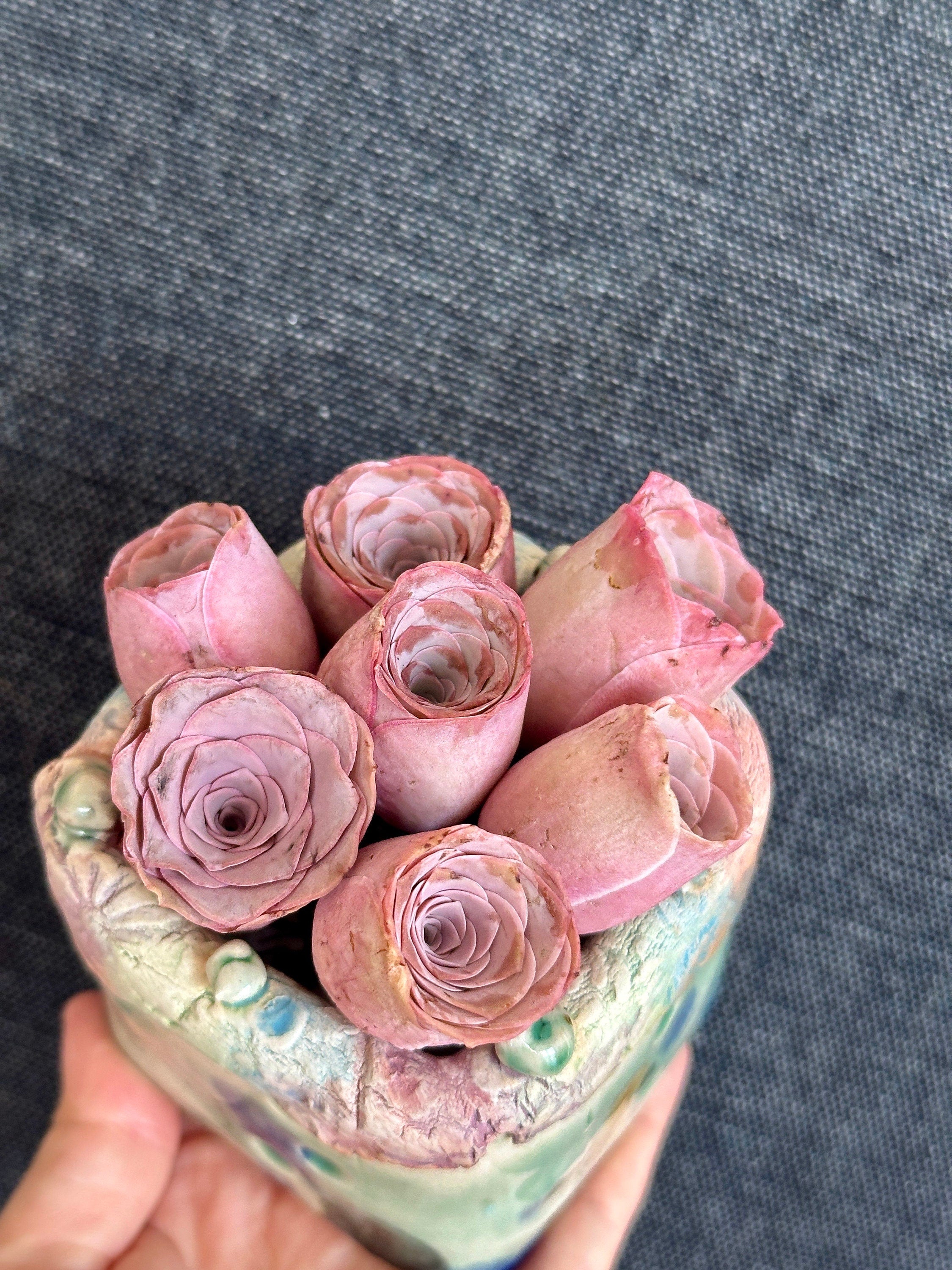 Aeonium Greenovia Pink Mountain Rose, Pink El Hierro, Rare Succulents