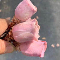 Aeonium Greenovia Pink Mountain Rose, Pink El Hierro, Rare Succulents