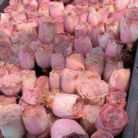 Aeonium Greenovia Pink Mountain Rose, Pink El Hierro, Rare Succulents