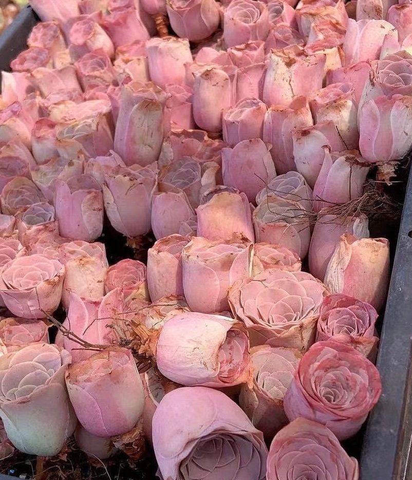 Aeonium Greenovia Pink Mountain Rose, Pink El Hierro, Rare Succulents