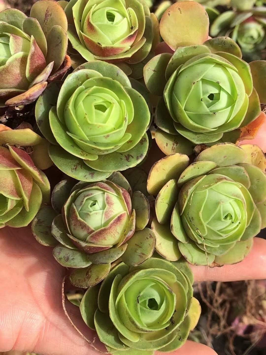 aeonium succulents for sale Aeonium Greenovia Red Velvet (1”), very Rare, Succulents– 1am Succulents
