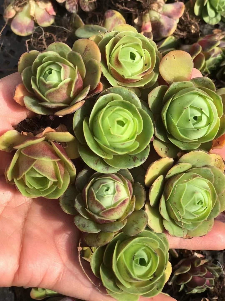 succulent greenovia Aeonium Greenovia Red Velvet (1”), very Rare, Succulents– 1am Succulents