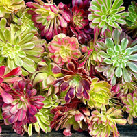 Aeonium Variegated Cuttings – Rare Live Plant Finds from California Greenhouse Nursery, Set of 3, 6, or 10!