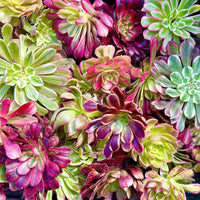 Aeonium Variegated Cuttings – Rare Live Plant Finds from California Greenhouse Nursery, Set of 3, 6, or 10!
