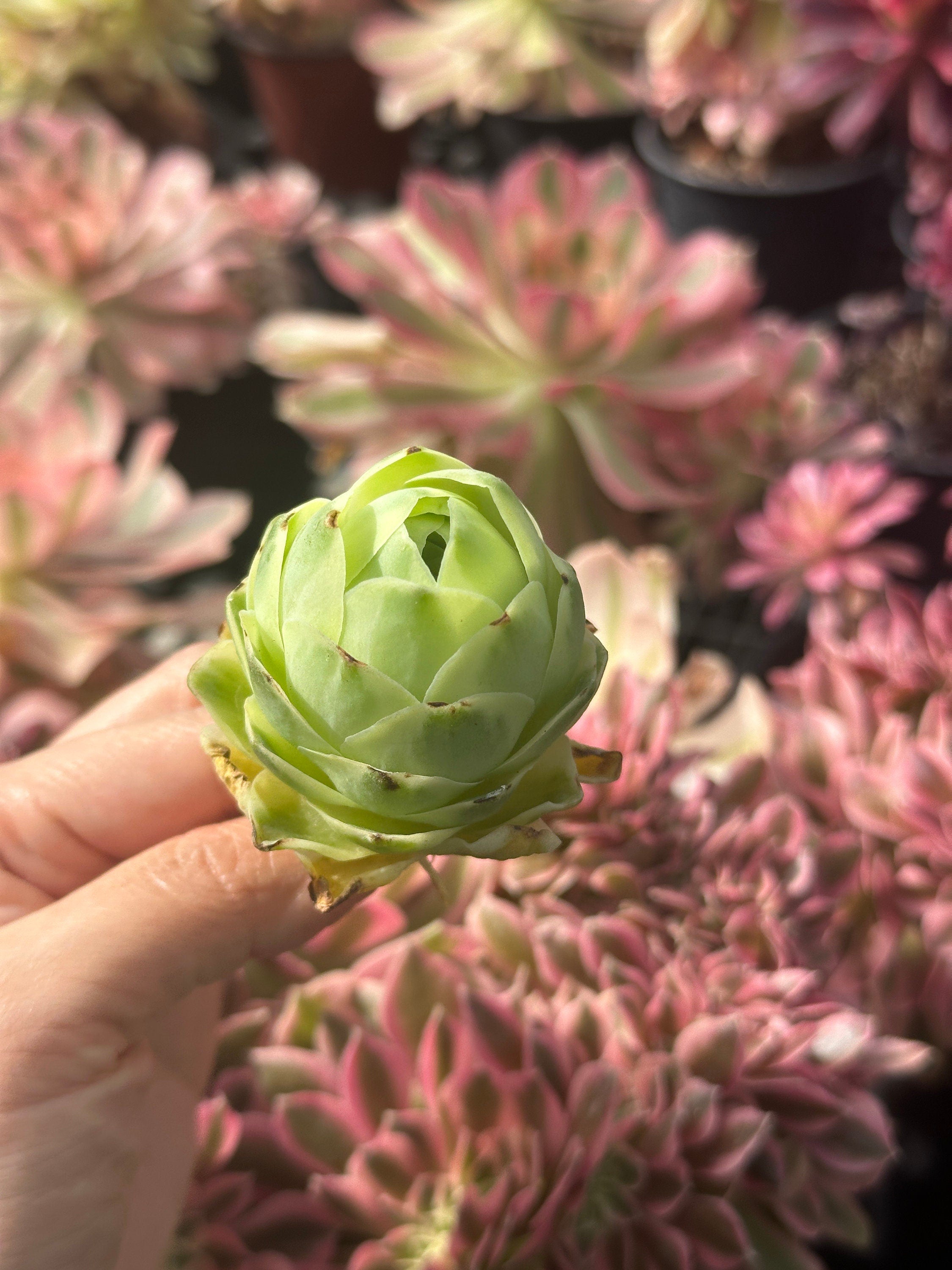 greenovia succulent for sale Aeonium vareigated Greenovia (2
