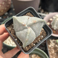 Astrophytum Myriostigma, 3 sides, 2.5" inch, Rare Cactus