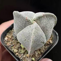 Astrophytum Myriostigma, 3 sides, 2.5" inch, Rare Cactus