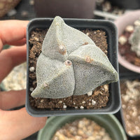 Astrophytum Myriostigma, 3 sides, 2.5" inch, Rare Cactus