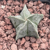 Astrophytum Myriostigma, Live Plant Rare Cactus, Great for Beginners, 2 Inches, Starter Plant