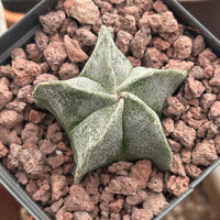 Astrophytum Myriostigma, Live Plant Rare Cactus, Great for Beginners, 2 Inches, Starter Plant
