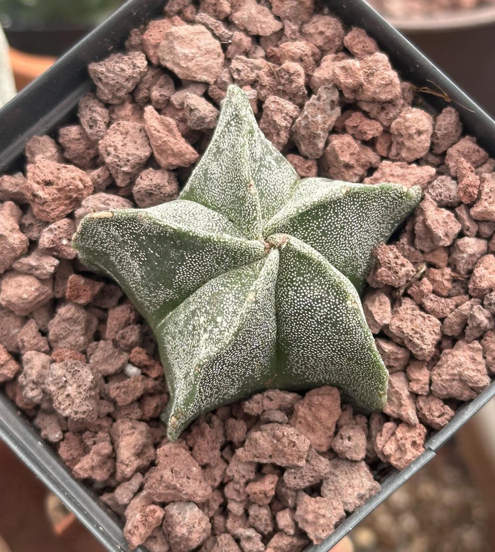 Rare Bishop's Cap Cactus Astrophytum Myriostigma - Succulent Gift Ideas 2 inch / Plastic Pot by Succulents Box