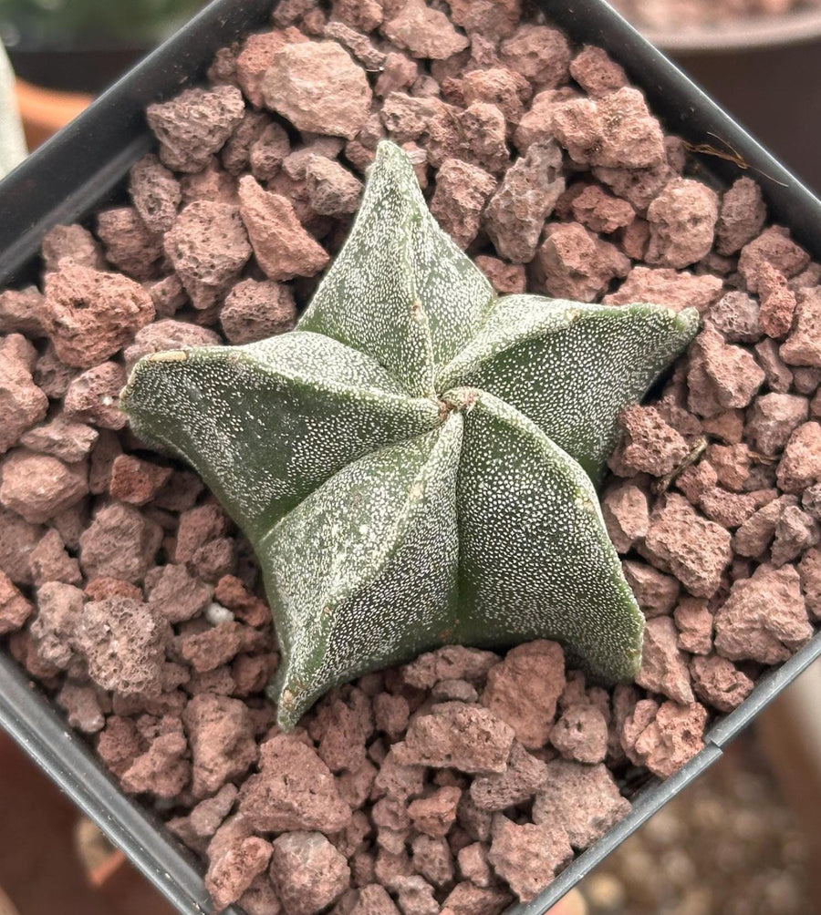 Rare Bishop's Cap Cactus Astrophytum Myriostigma