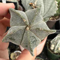 Astrophytum Myriostigma, Live Plant Rare Cactus, Great for Beginners, 2 Inches, Starter Plant