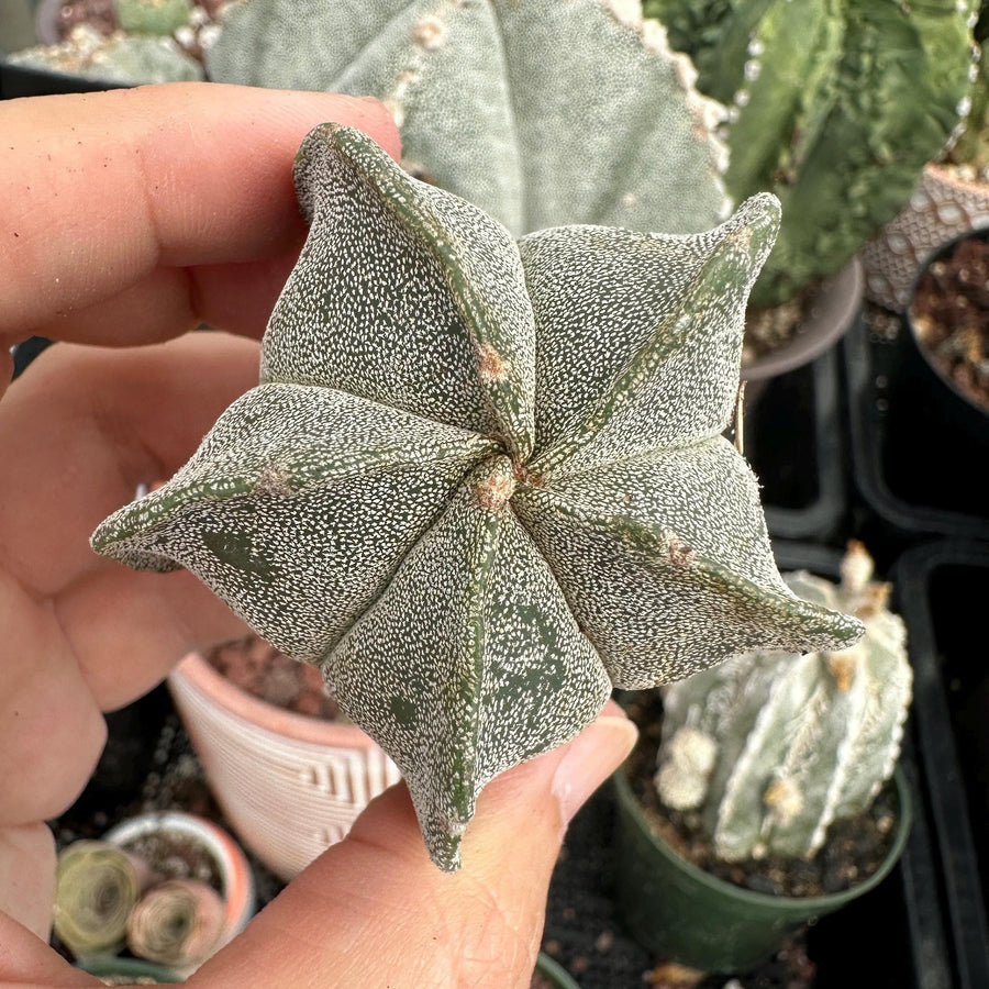 Astrophytum Myriostigma, Live Plant Rare Cactus, Great for Beginners, 2  Inches, Starter Plant