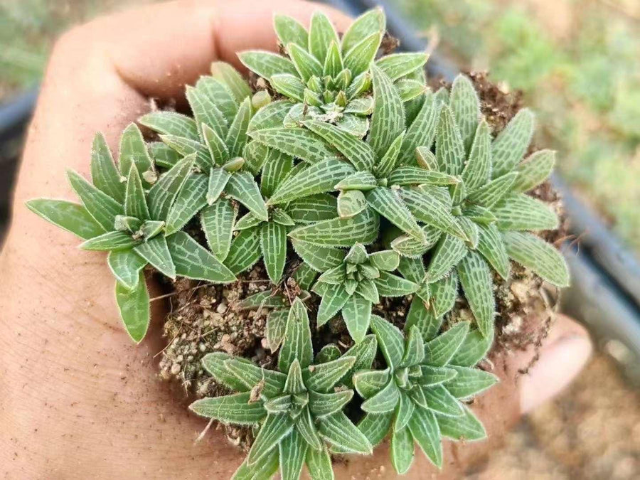 bulbine succulent Bulbine Haworthioides, Rare Caudex (Bulb Only)– 1am Succulents