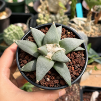 Rare Cactus, Ariocarpus Trigonus Seed Grown