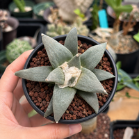 Rare Cactus, Ariocarpus Trigonus Seed Grown