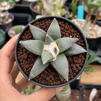 Rare Cactus, Ariocarpus Trigonus Seed Grown